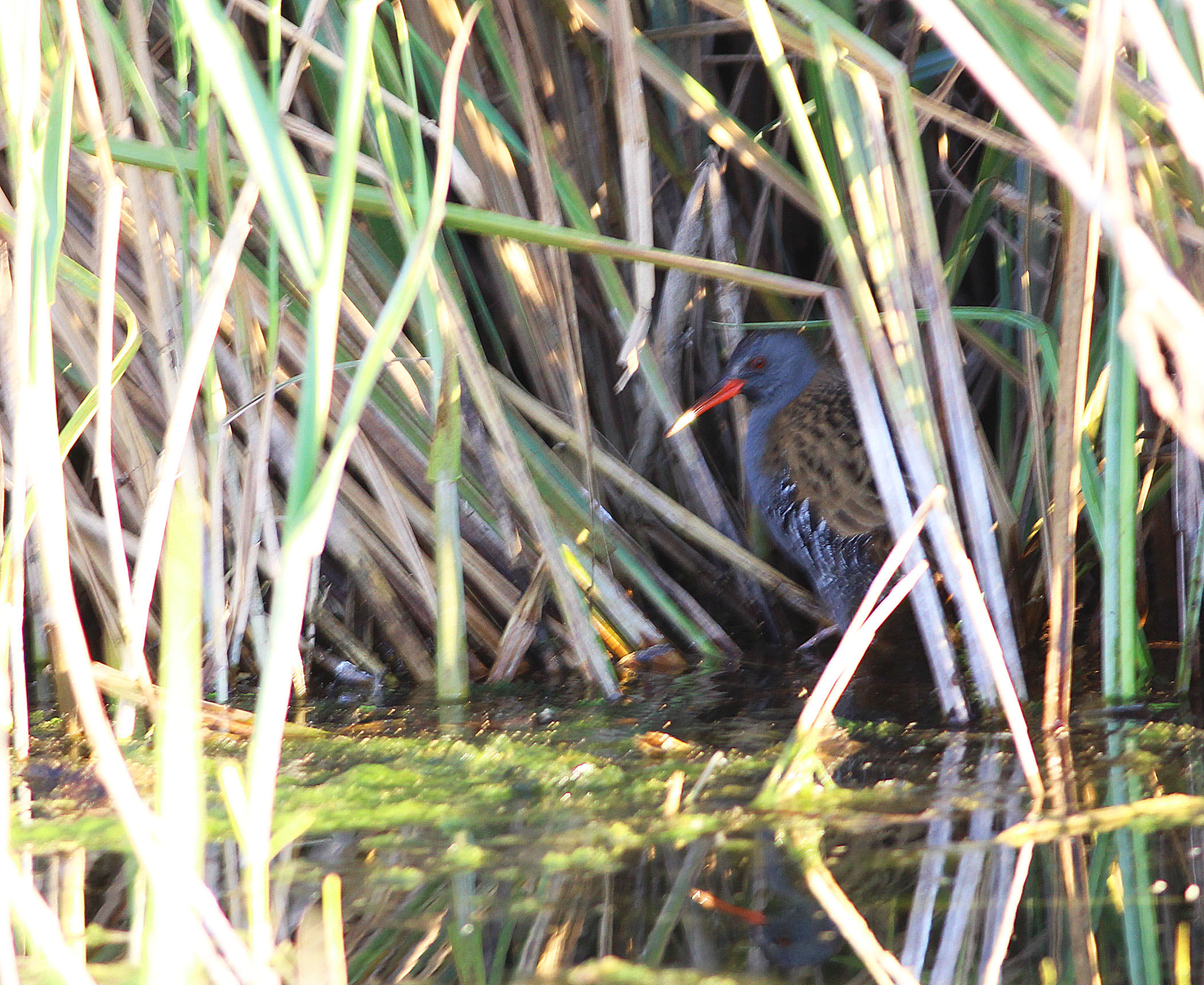 Water Rail